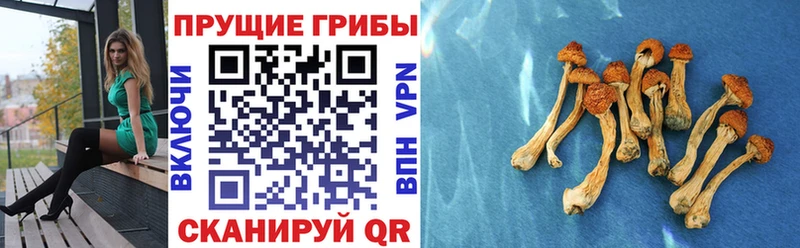 Псилоцибиновые грибы Cubensis  Истра 